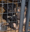 Shepherd Mix Puppies