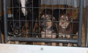 Shepherd Mix Puppies