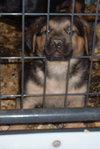 Shepherd Mix Puppies