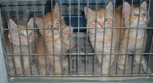 Orange Tabby Little Boys