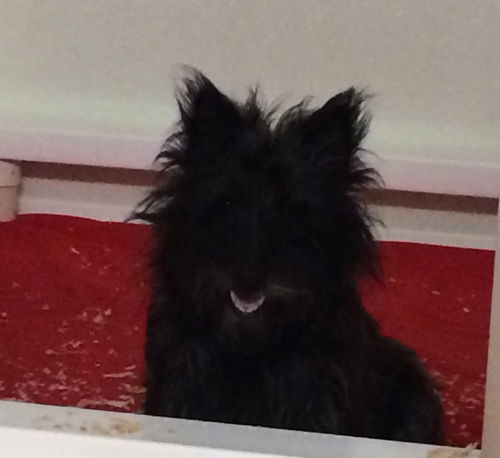 Suki