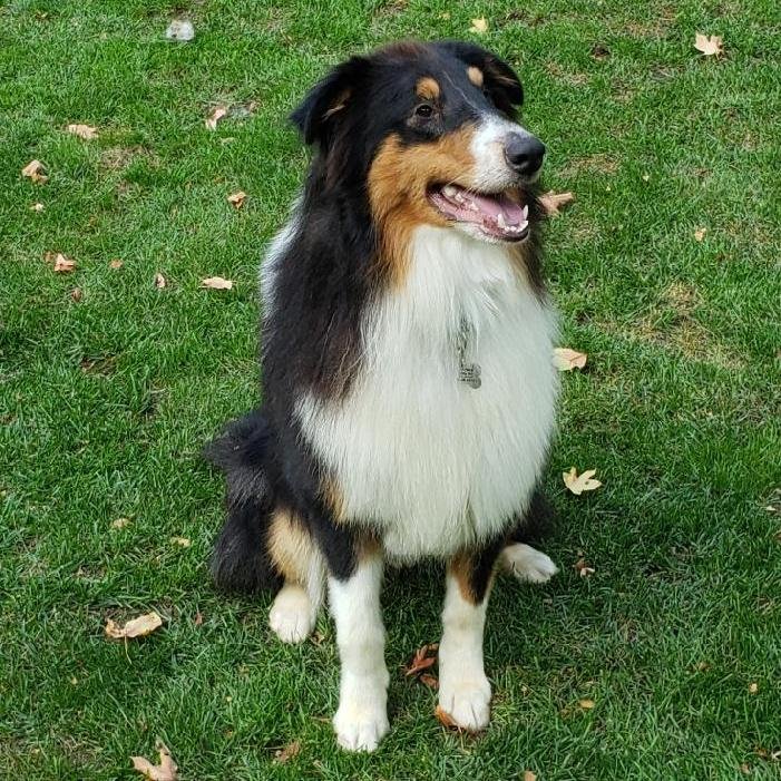 Dog for Adoption - Fergus, a Collie in Groveport, OH | Alpha Paw