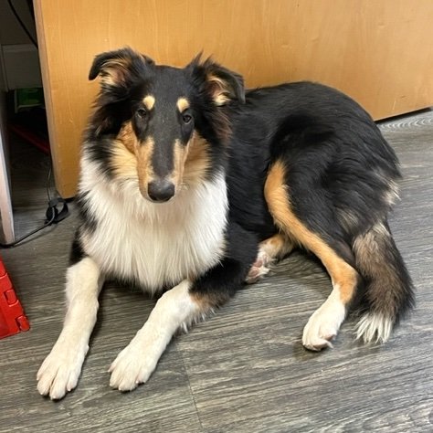 Dog for Adoption - Daisy Mae, a Collie in Lewis Center, OH | Alpha Paw