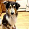 adoptable Dog in dublin, OH named Lance (medical needs)