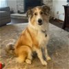 adoptable Dog in dublin, OH named Lulu (medical needs)