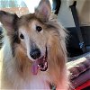 adoptable Dog in dublin, OH named Kelly