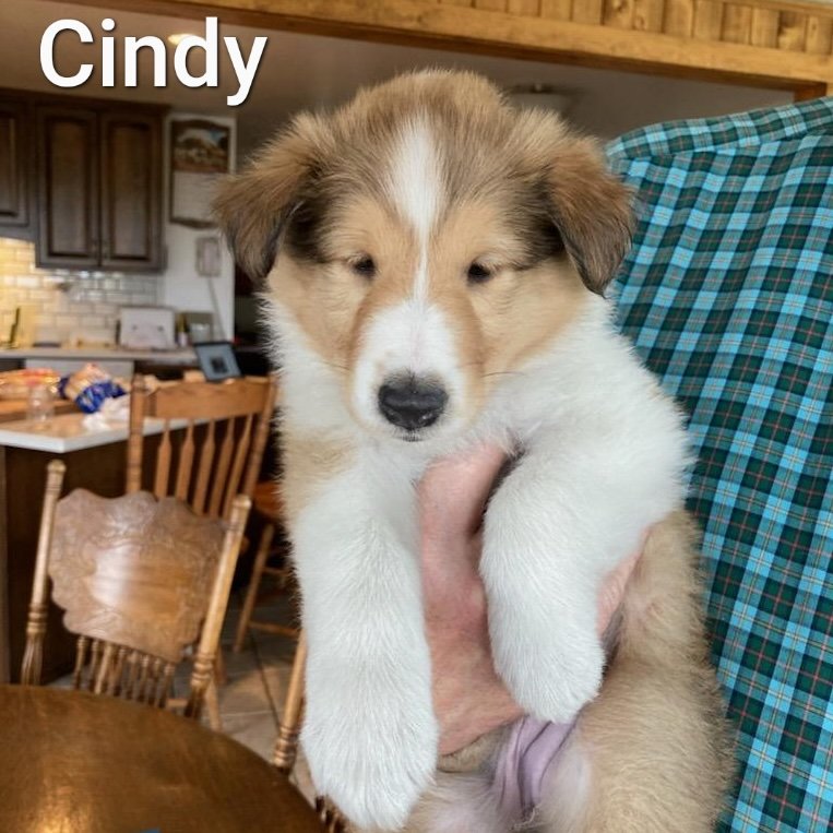 adoptable Dog in Dublin, OH named Cindy