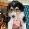adoptable Dog in dublin, OH named Marica