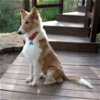 adoptable Dog in dublin, OH named Walker