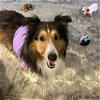 adoptable Dog in dublin, OH named Bingo adoption pending