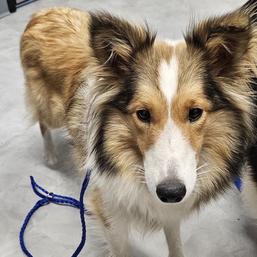 Dog for Adoption - Honey adoption pending, a Shetland Sheepdog Sheltie ...