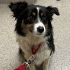 adoptable Dog in Dublin, OH named Teagan (medical needs)