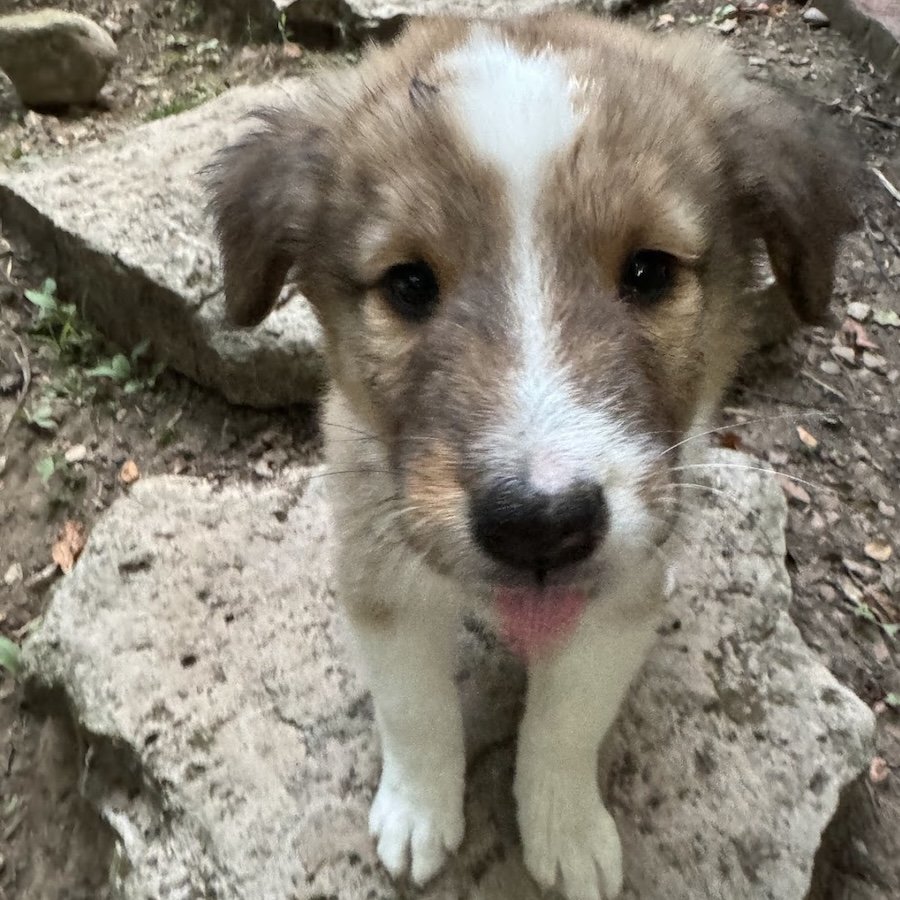 adoptable Dog in Dublin, OH named Annie