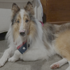 adoptable Dog in dublin, OH named Timber