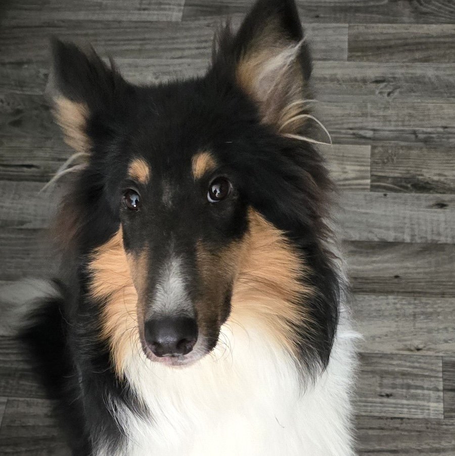 adoptable Dog in Dublin, OH named Boston