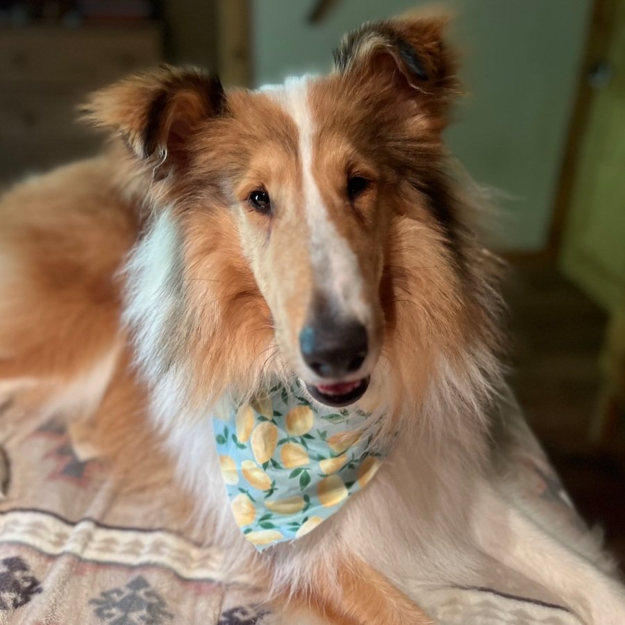 adoptable Dog in Dublin, OH named Arran