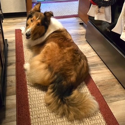 adoptable Dog in Dublin, OH named Merri Lou