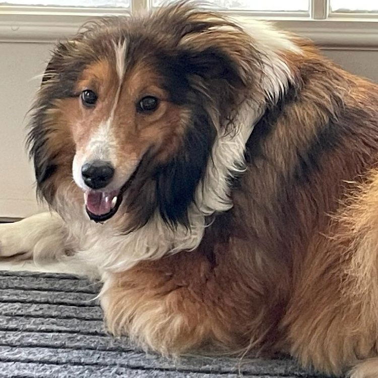 adoptable Dog in Dublin, OH named Frannie (adoption pending)