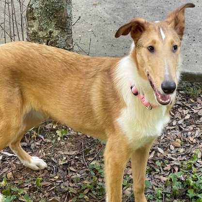 adoptable Dog in Dublin, OH named Spirit