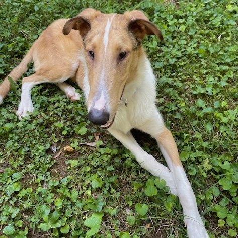 adoptable Dog in Dublin, OH named Sparky