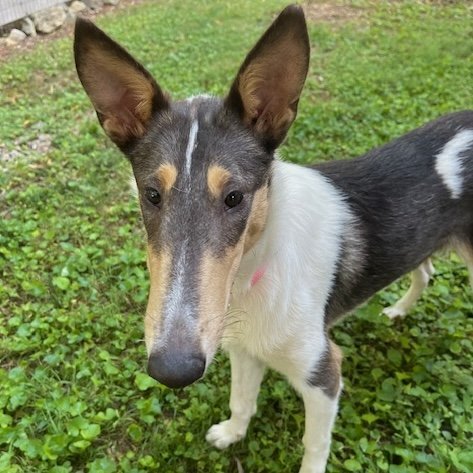 adoptable Dog in Dublin, OH named Star