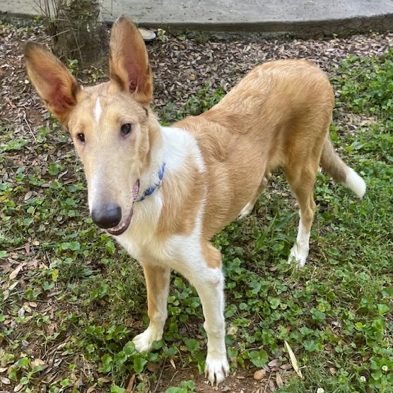 adoptable Dog in Dublin, OH named Roman