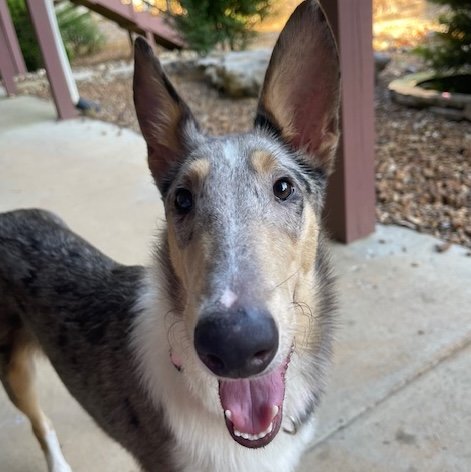 adoptable Dog in Dublin, OH named Peaches