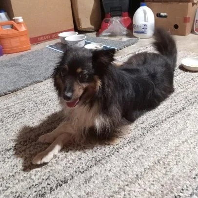 picture of the dog needing adoption