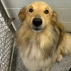 Dusty adoption pending - Photo 3