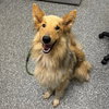 Dusty adoption pending - Photo 4