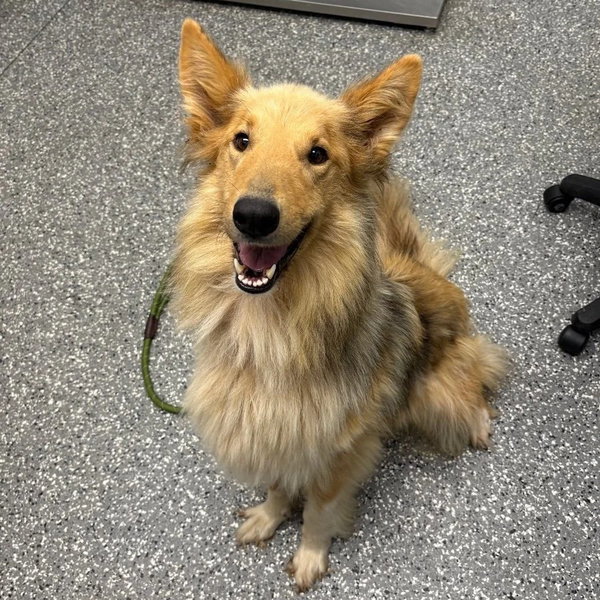 Dusty adoption pending