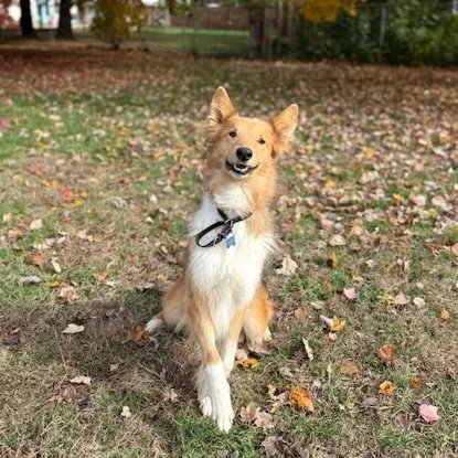 Dusty adoption pending