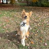 Dusty adoption pending - Photo 1