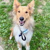Dusty adoption pending - Photo 2
