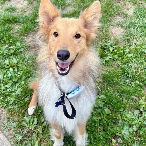 DUSTY ADOPTION PENDING - Collie available for adoption