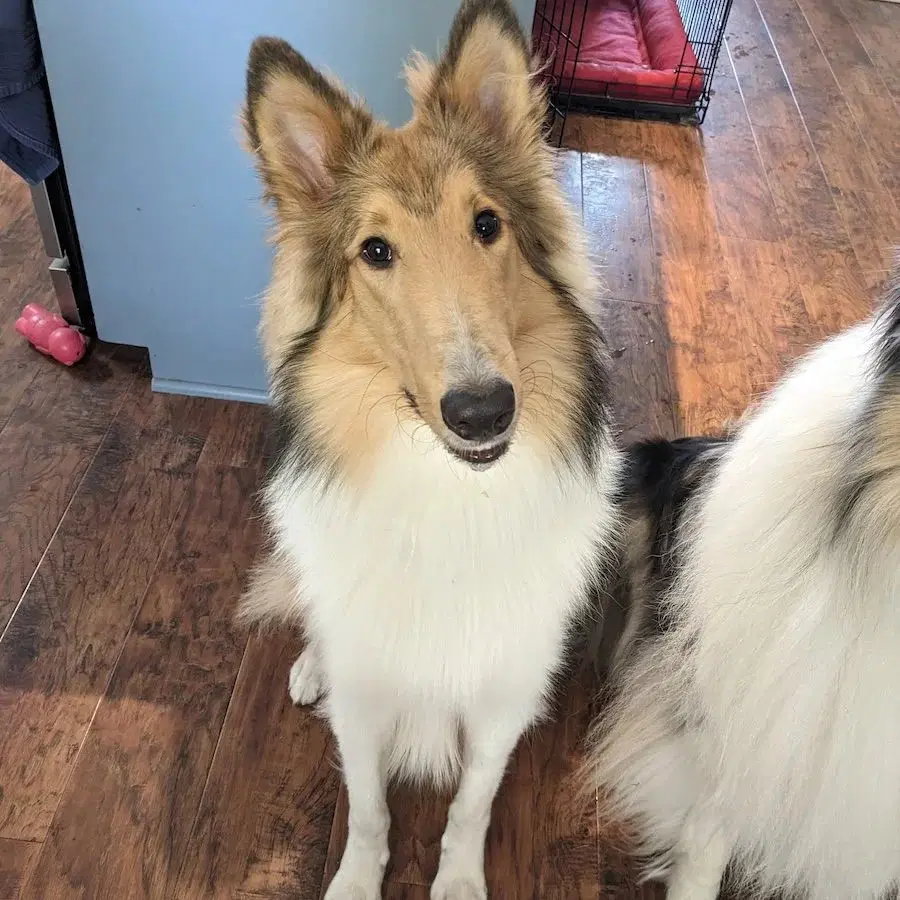 Myles - Collie