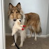 Myles - Photo 4