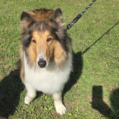picture of the dog needing adoption