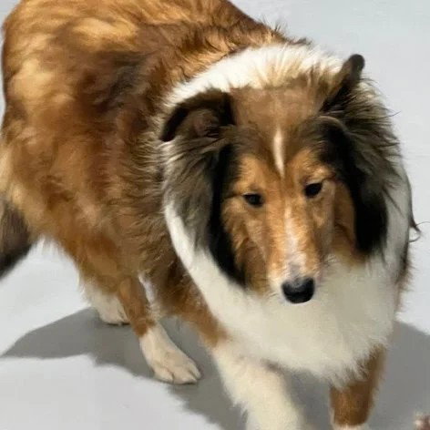 picture of the dog needing adoption