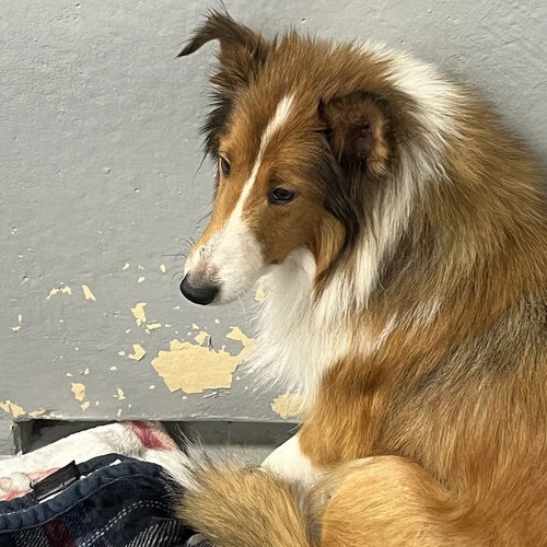 picture of the dog needing adoption