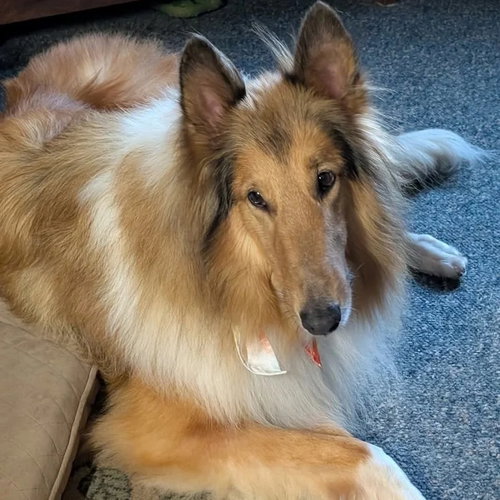 picture of the dog needing adoption