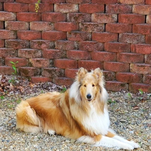 picture of the dog needing adoption