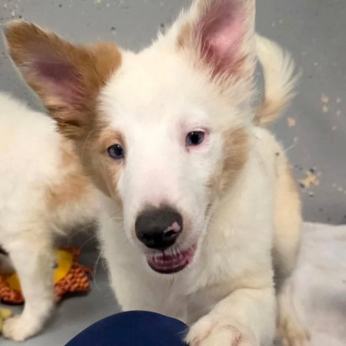 picture of the dog needing adoption