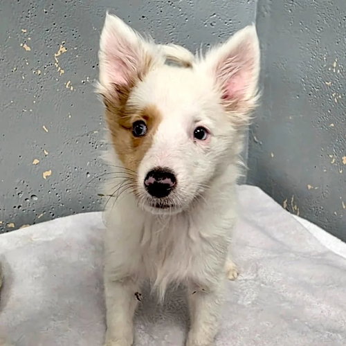 picture of the dog needing adoption