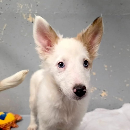 picture of the dog needing adoption