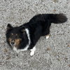 Lacie pending adoption - Photo 1