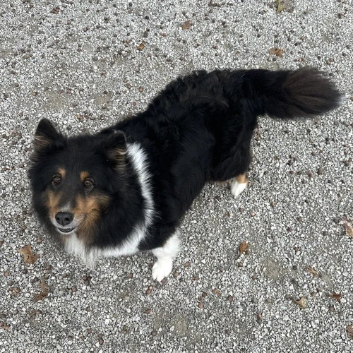picture of the dog needing adoption