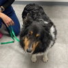 Lacie pending adoption - Photo 2