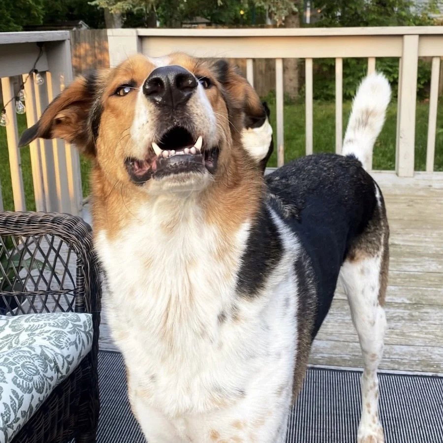 Tucker Image