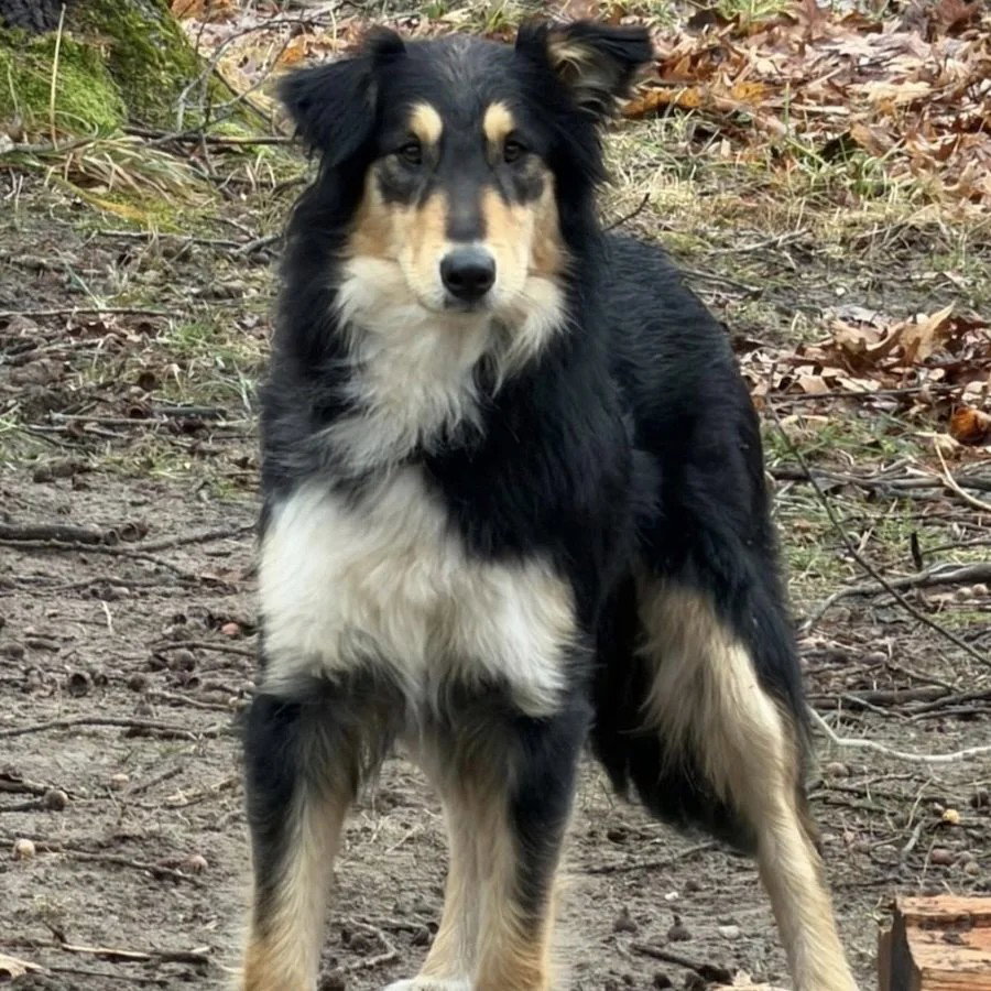 Bindi Image